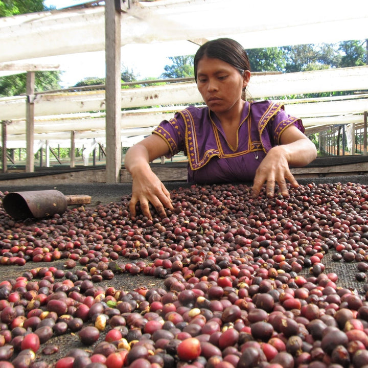 PANAMA SPHINX GEISHA - Camden CoffeeTech