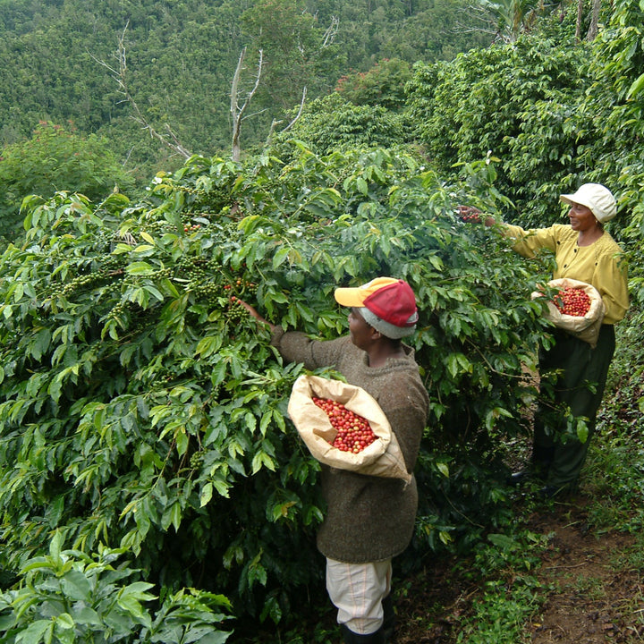 JAMAICA BLUE MOUNTAIN - Camden CoffeeTech